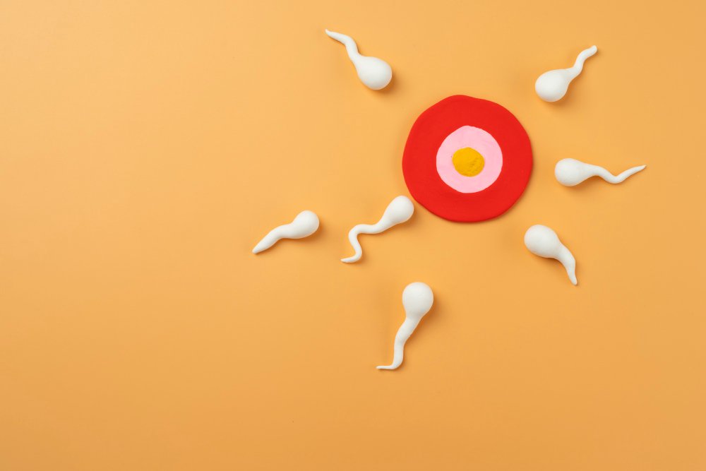 Scientists discover how a naturally occurring mechanism hampers fertility